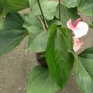 Ruffled Anthurium, Frilled Anthurium – Anthurium Plowmanii ‘Fruffles’