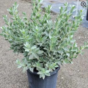 Silver Buttonwood (Bush) – Conocarpus Erectus ‘Sericeus’