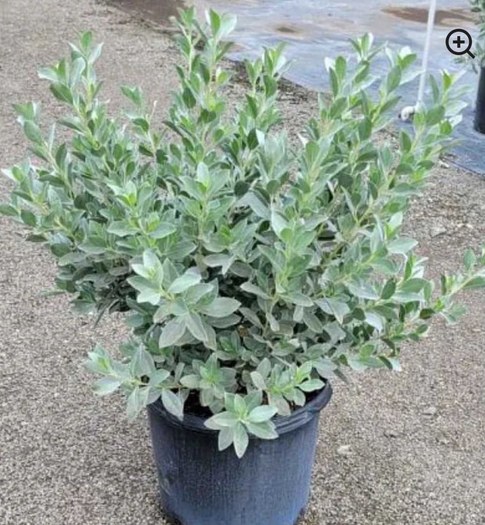 Silver Buttonwood (Bush) – Conocarpus Erectus ‘Sericeus’