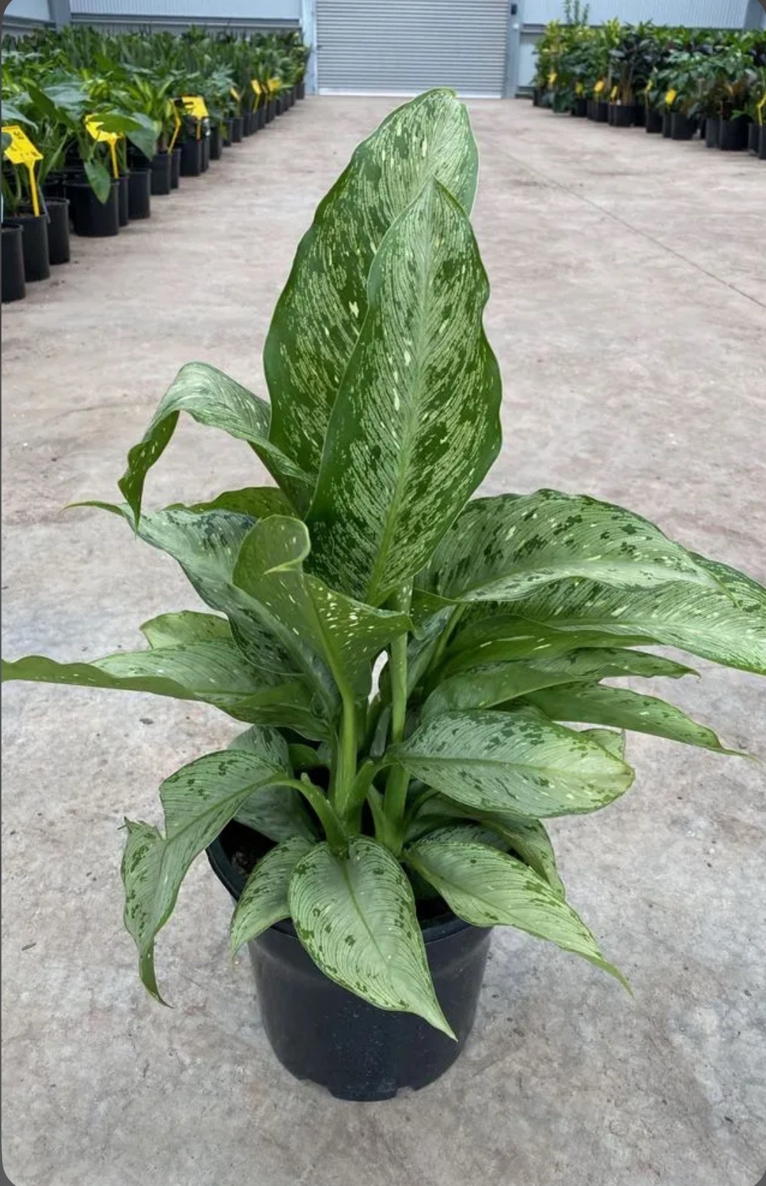 Snowy Dumb Cane – Dieffenbachia Memoria-Corsii - Image 2