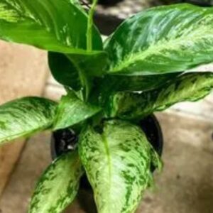 Snowy Dumb Cane – Dieffenbachia Memoria-Corsii