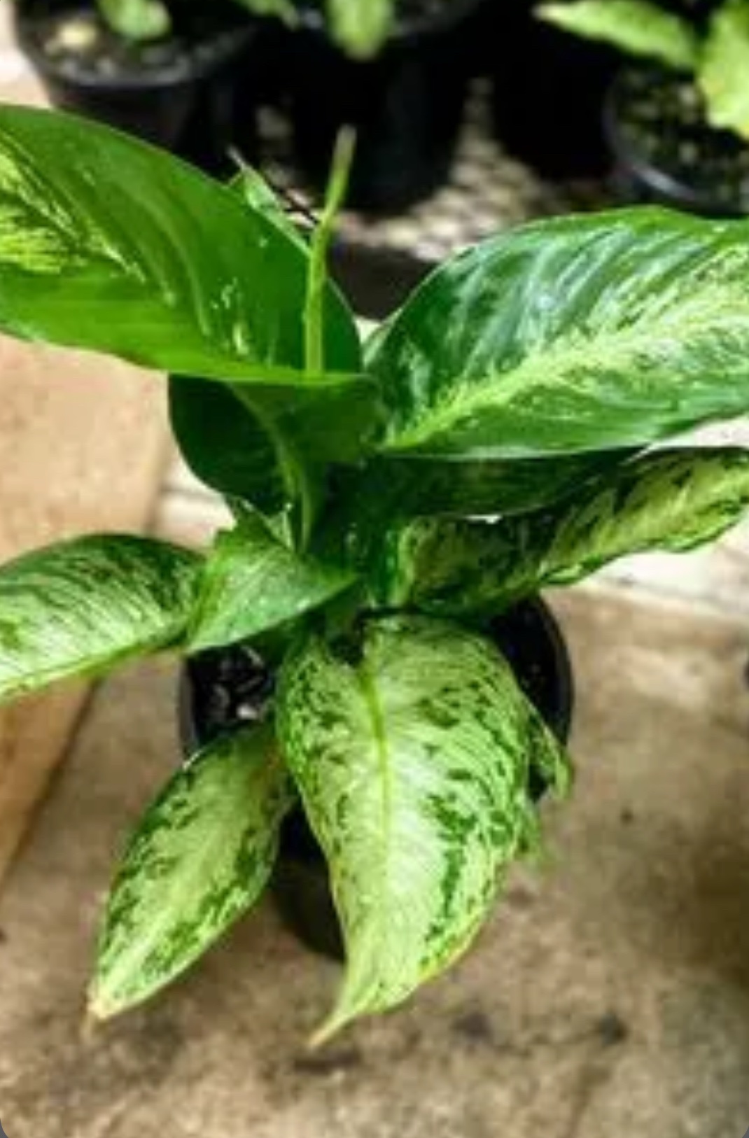Snowy Dumb Cane – Dieffenbachia Memoria-Corsii
