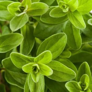 Sweet mayoram. Mayorams (Origanum).