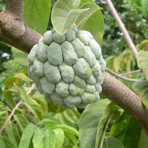 Sugar Apple – Annona Squamosa