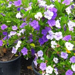 Yesterday Today Tomorrow (Tree) – Brunfelsia Grandiflora