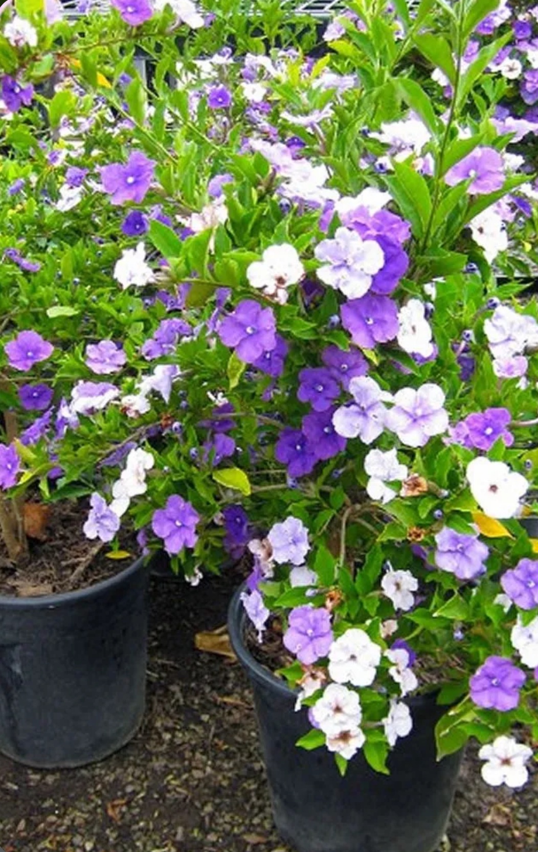 Yesterday Today Tomorrow (Tree) – Brunfelsia Grandiflora