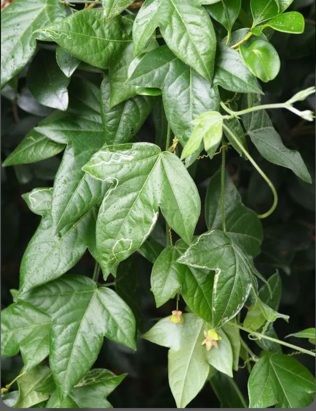Corkystem Passionflower – Passiflora Suberosa - Image 2