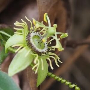 Corkystem Passionflower – Passiflora Suberosa