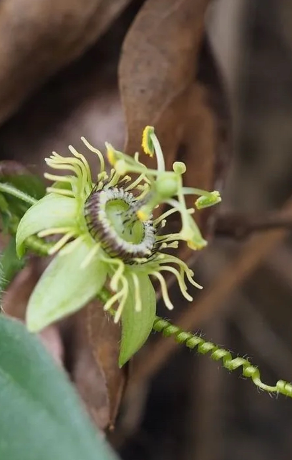 Corkystem Passionflower – Passiflora Suberosa