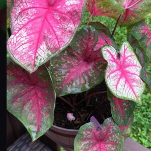 Caladium - Heard of Jesus