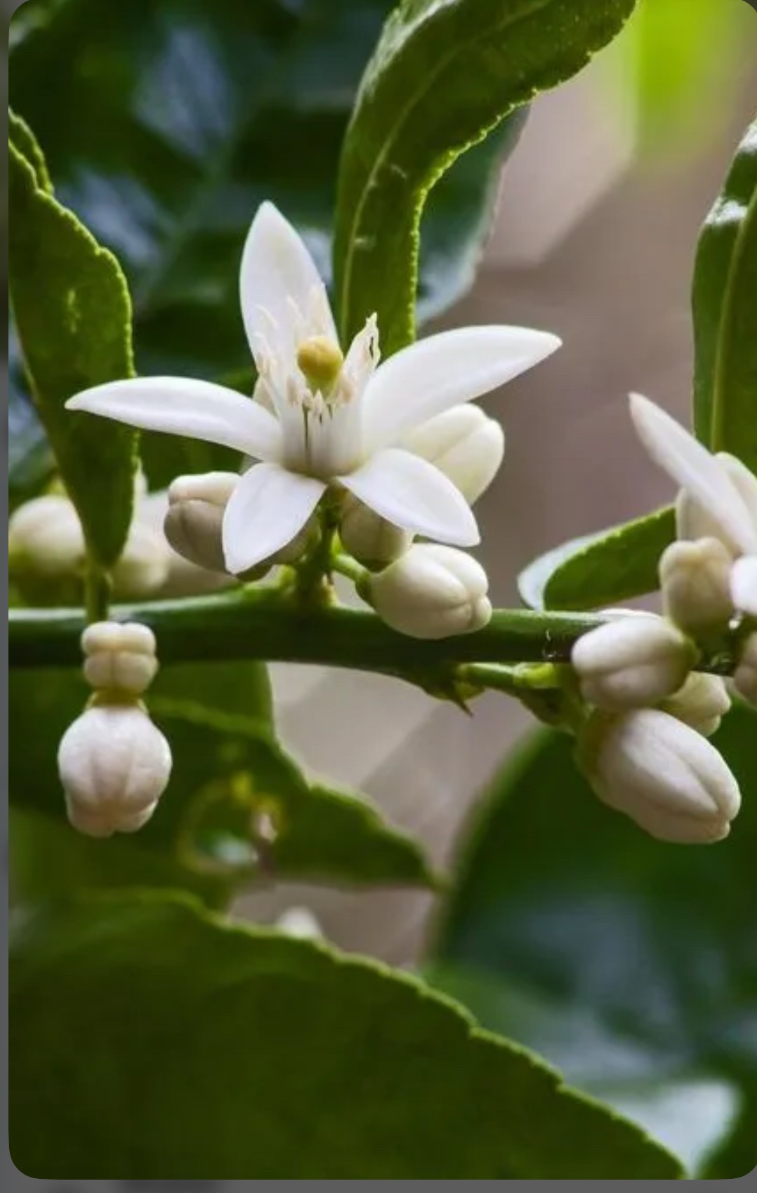 Olive tree - Image 2