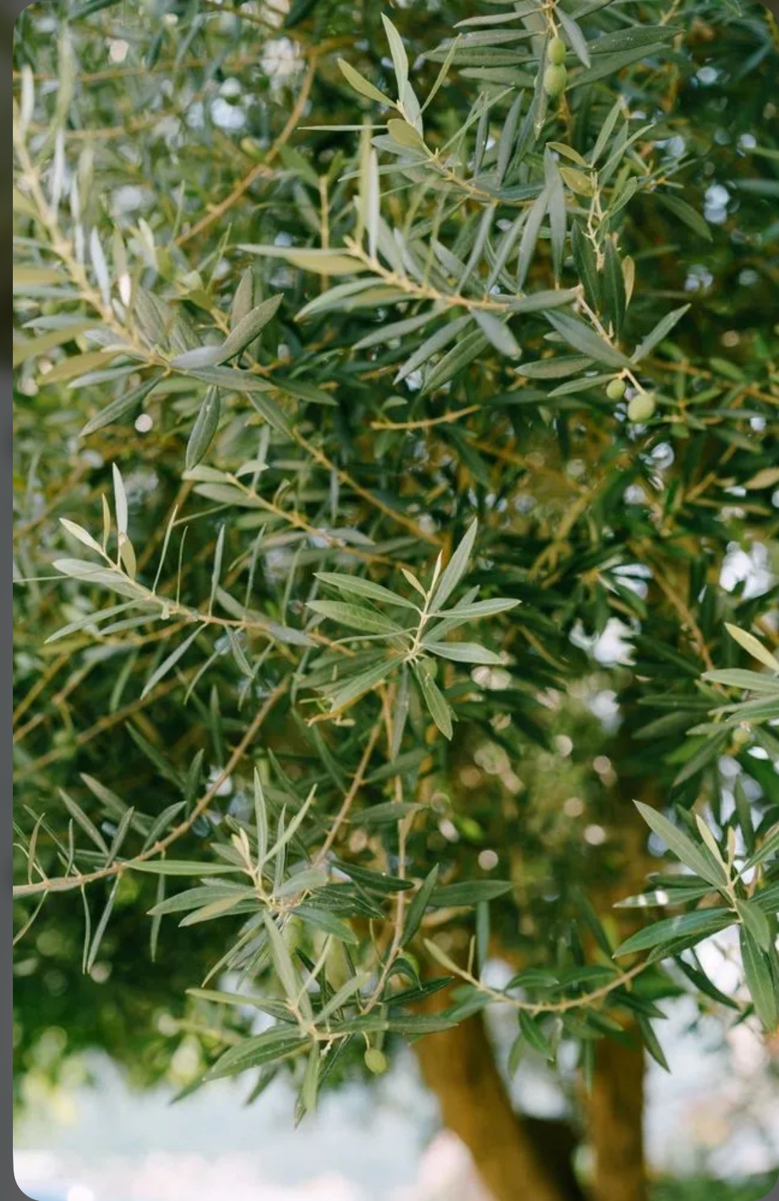 Olive tree - Image 3