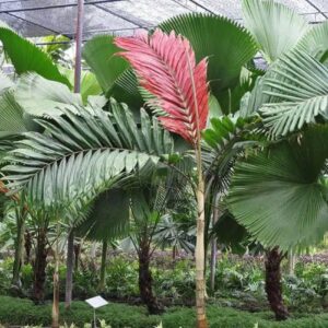 Chambeyronia macrocarpa -The “Flame Thrower”