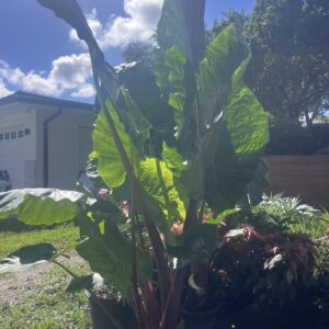 Giant Taro, Wild Taro, Variegated Upright Elephant Ear