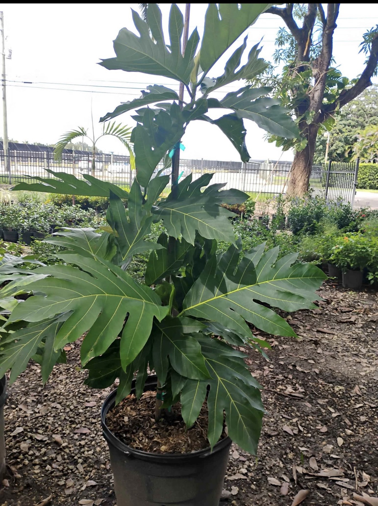 Seeded Breadfruit -Artocarpus camansi