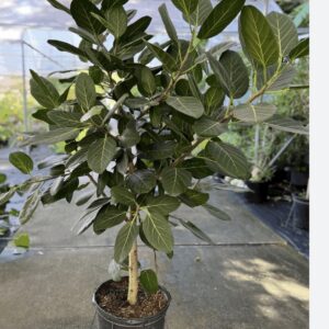 Ficus Audrey (Ficus benghalensis 'Audrey'