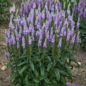 Lavender (Lavandula)
