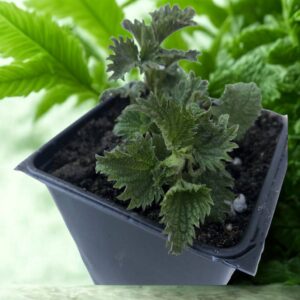 Urtica -Dioica - Stinging Nettle
