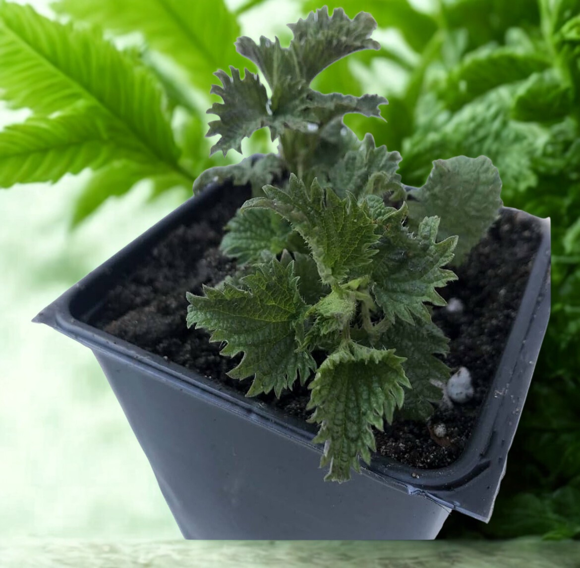 Urtica -Dioica - Stinging Nettle