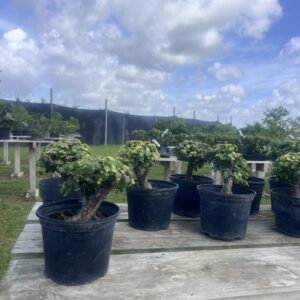 Crasula Ovata - Jade