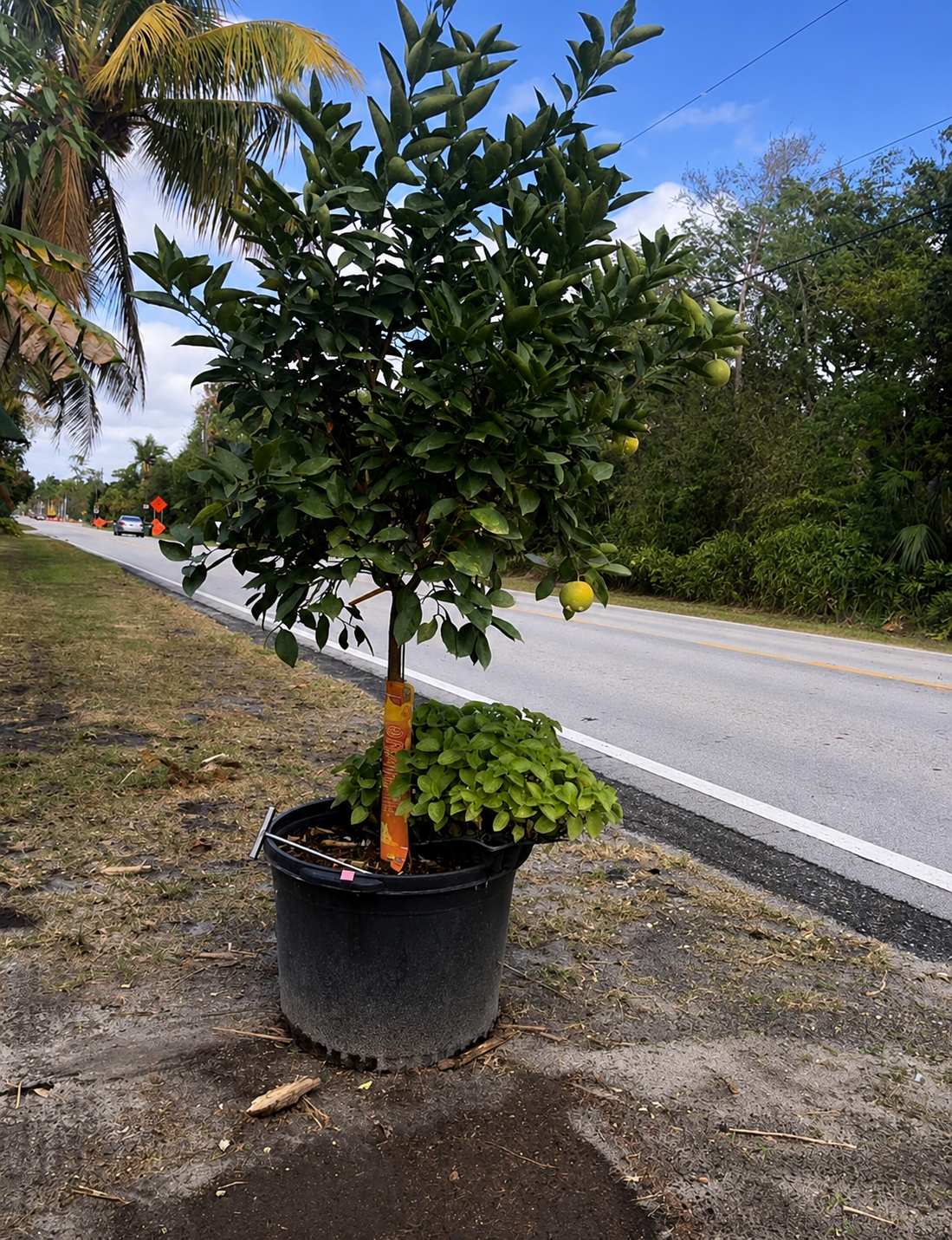Valencia-Orange-Tree - Image 3