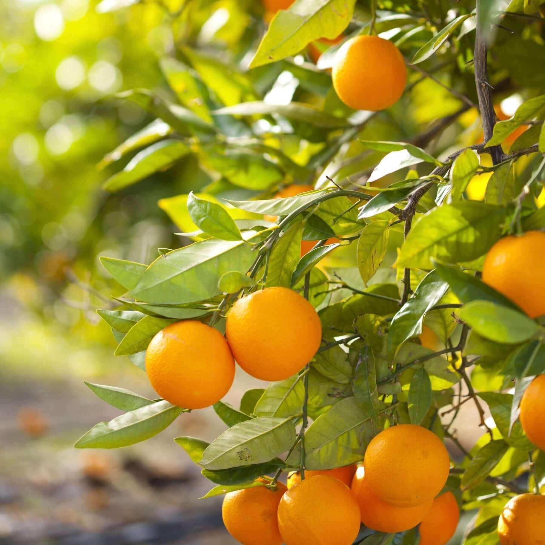 Valencia-Orange-Tree