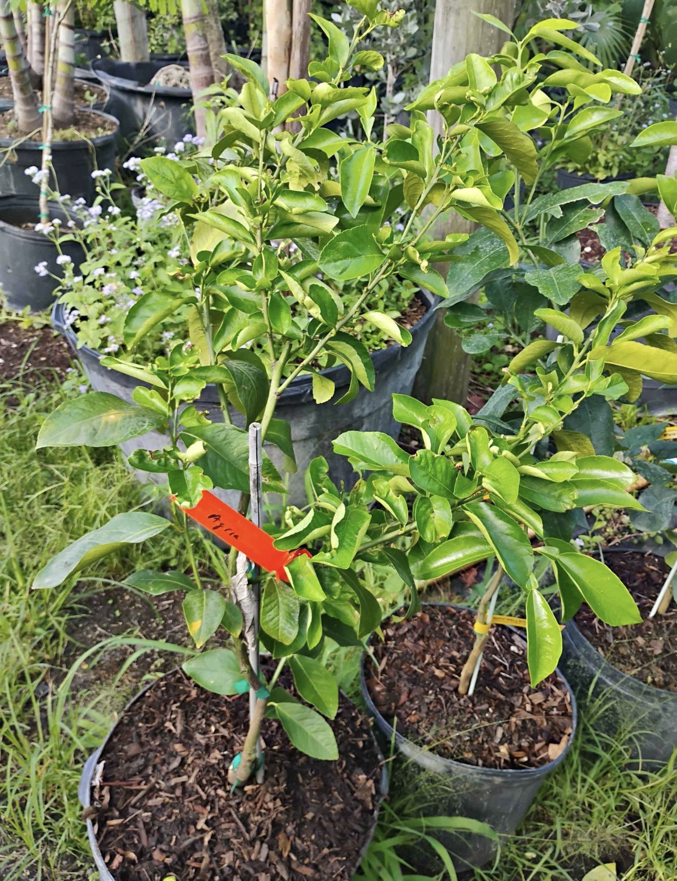 Valencia-Orange-Tree - Image 2